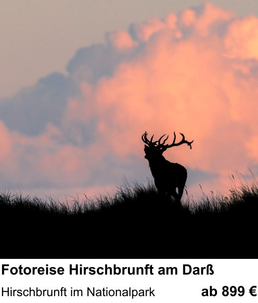 Kompakter Foto-Workshop rund um Fotoreise Hirschbrunft am Darß: Hirschbrunft im Nationalpark