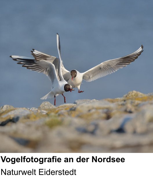 Kompakter Foto-Workshop rund um Naturfotografie an der Nordseeküste: Naturwelt Eiderstedt