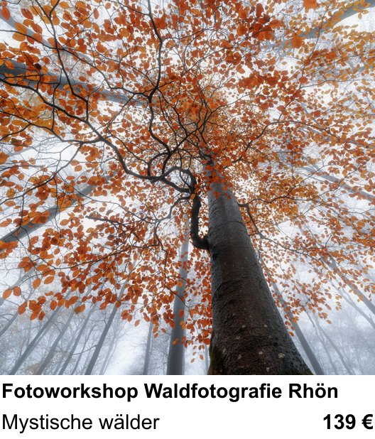Kompakter Foto-Workshop rund um Fotoworkshop Waldfotografie Rhön: Mystische wälder