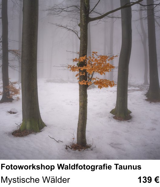 Kompakter Foto-Workshop rund um Fotoworkshop Waldfotografie Taunus: Mystische Wälder