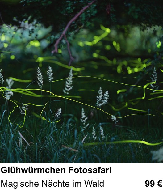 Kompakter Foto-Workshop rund um Glühwürmchen Fotosafari: Magische Nächte im Wald