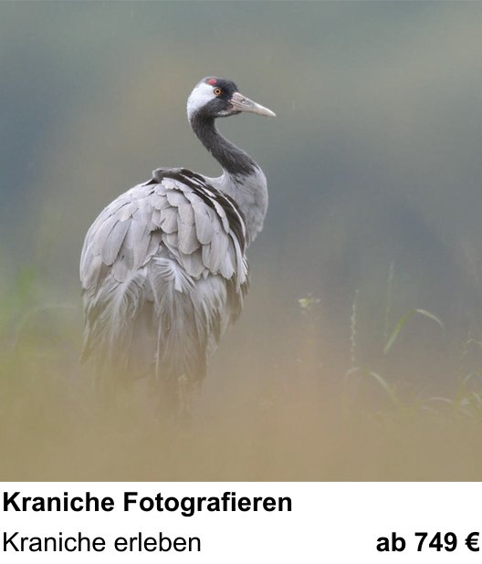 Kompakter Foto-Workshop rund um Kraniche Fotografieren: Kraniche erleben
