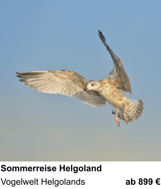 Kompakter Foto-Workshop rund um Helgoländer Vogelwelt im Sommer: Vogelwelt Helgolands