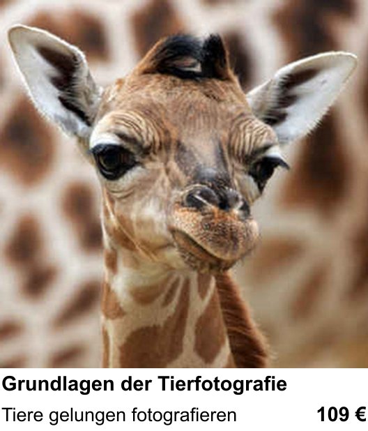 Kreativer Fotoworkshop Grundlagen der Tierfotografie in Kiel