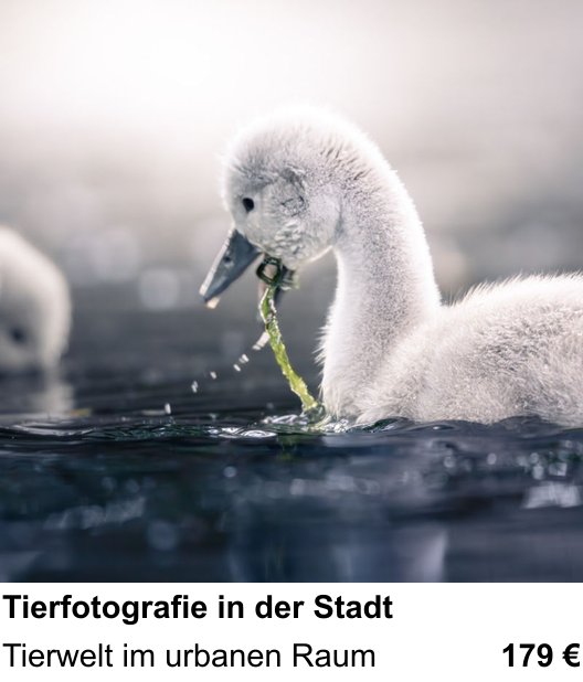 Kreativer Fotoworkshop Tierfotografie in der Stadt in Kiel