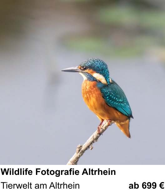 Kompakter Foto-Workshop rund um Wildlife Fotografie Altrhein: Tierwelt am Altrhein