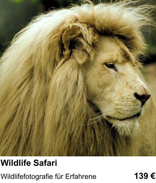 Kreativer Fotoworkshop Wildlife Safari in Kiel