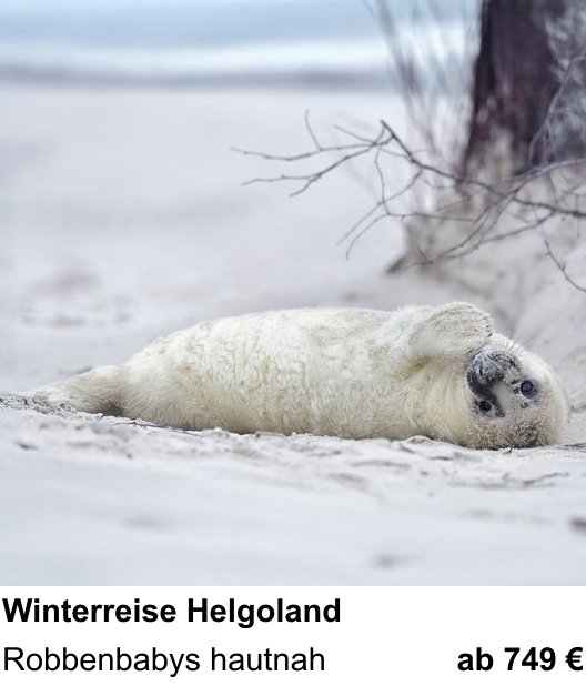 Kompakter Foto-Workshop rund um Helgoland-Reise zur Robbenfotografie: Robbenbabys hautnah